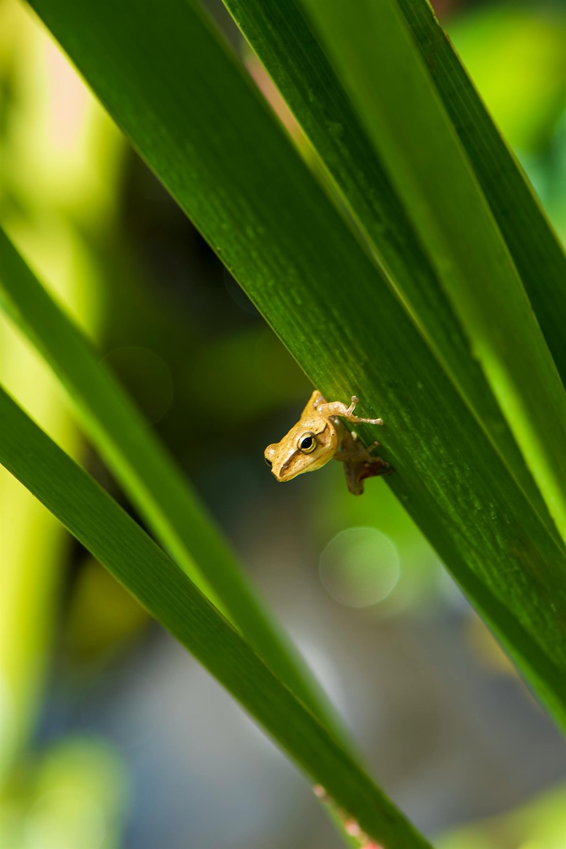Adult frog