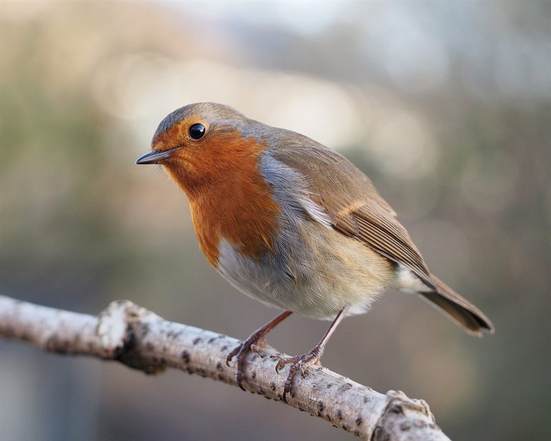 Adult bird