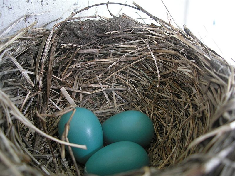 Bird egg