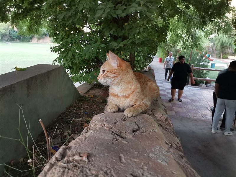 Cat