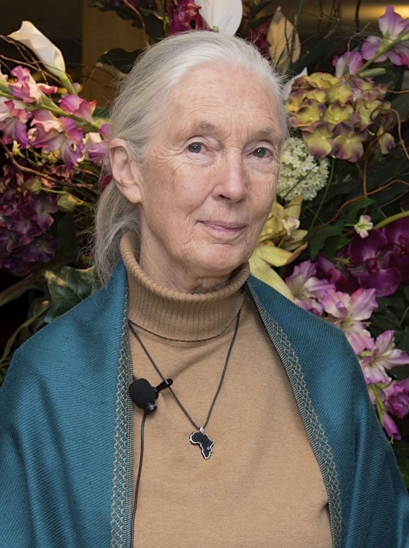 Photograph of Jane Goodall with chimpanzees