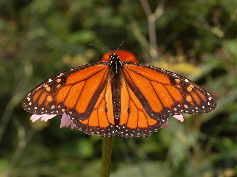 A bright butterfly