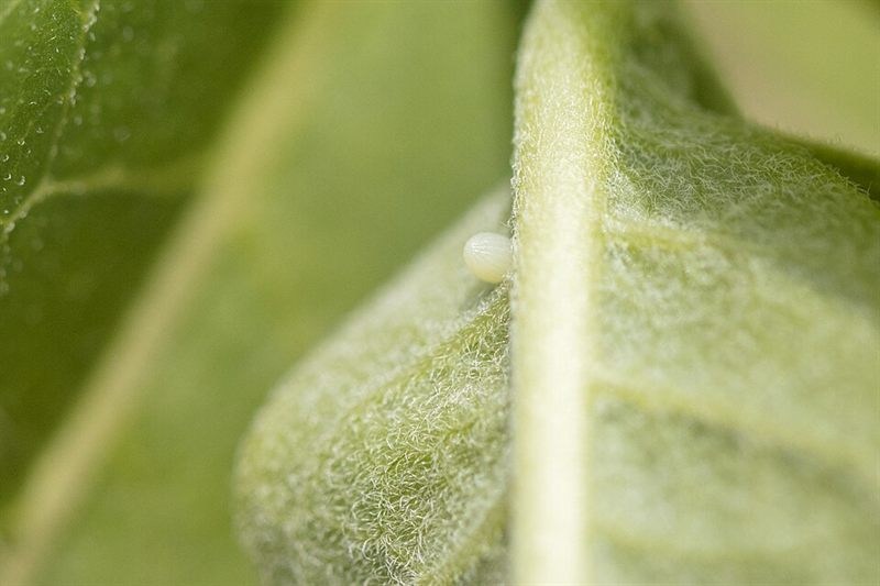 Egg