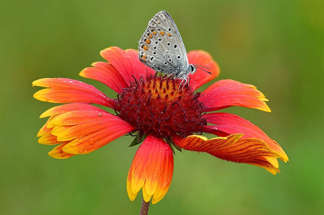 A colorful butterfly