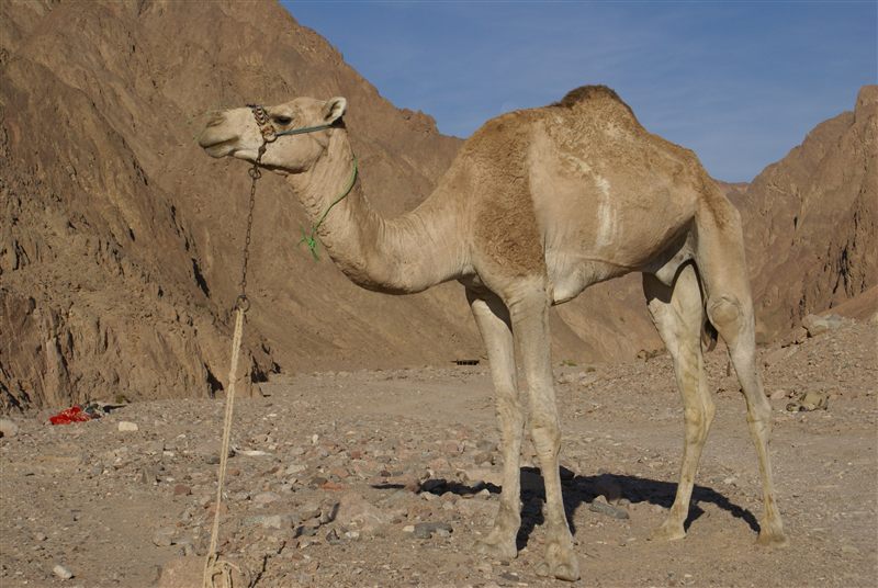Camel