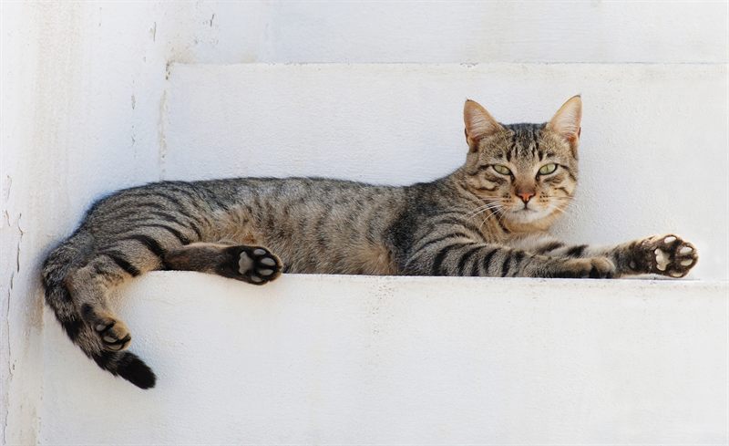A curious cat