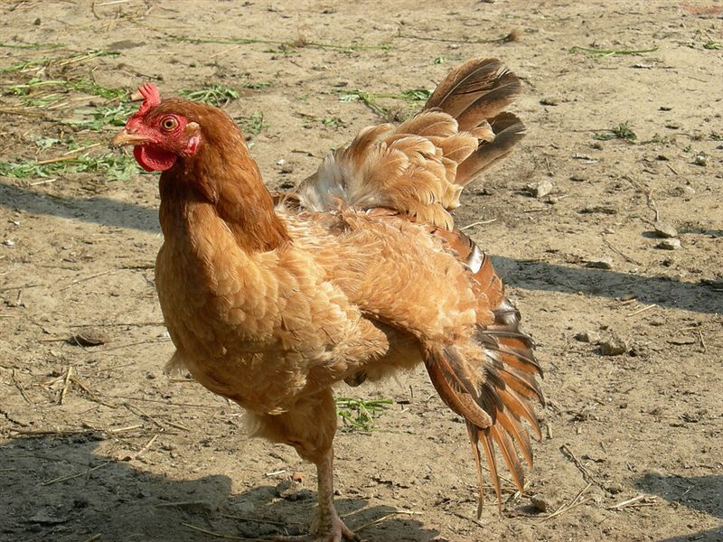 Chicken