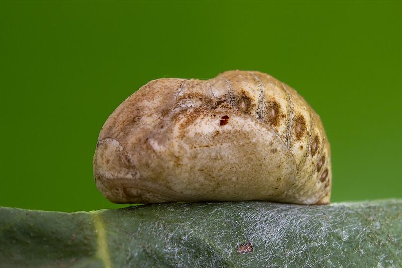 Chrysalis