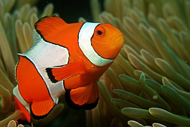 A clownfish