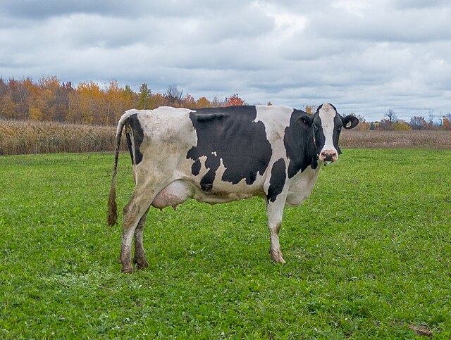 Cow