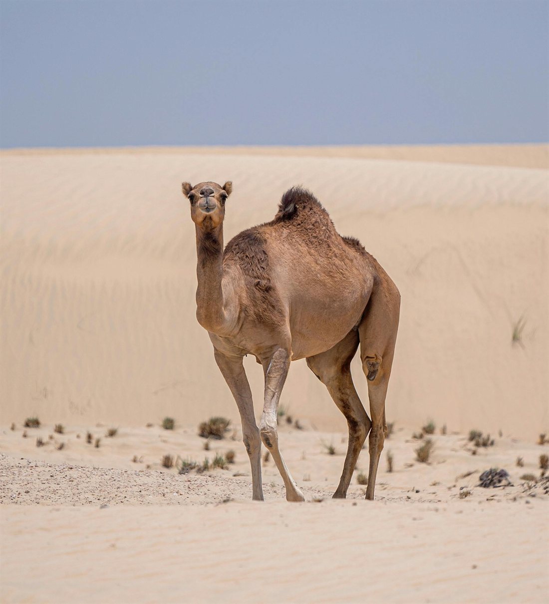 Desert banner