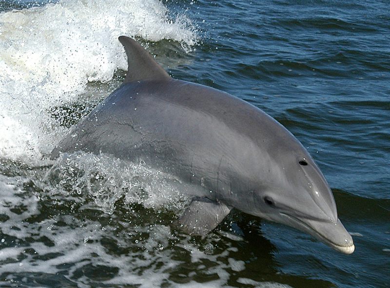 A friendly dolphin