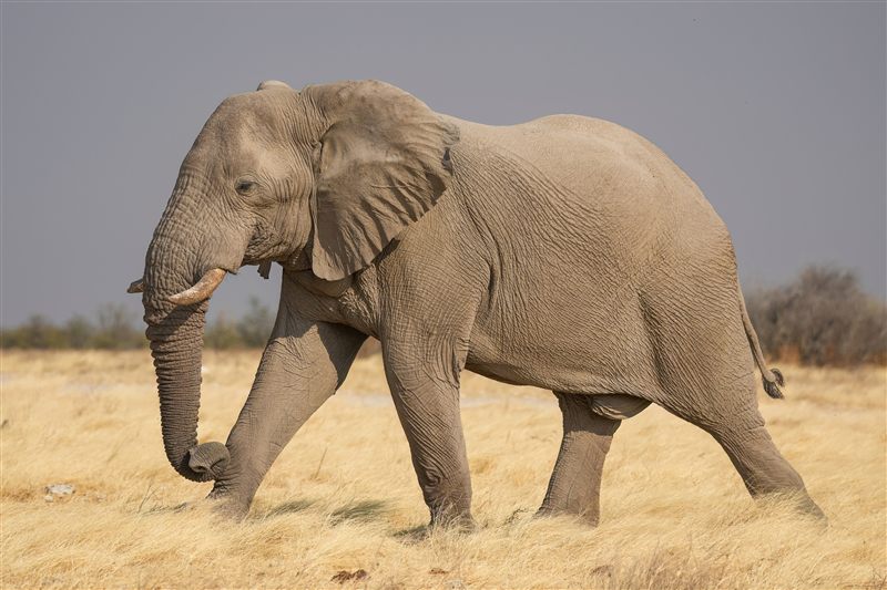 A gentle elephant