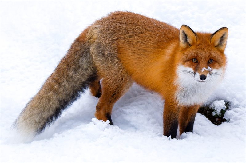 A fox