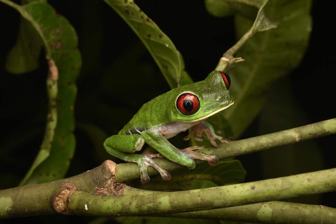 Amphibian banner