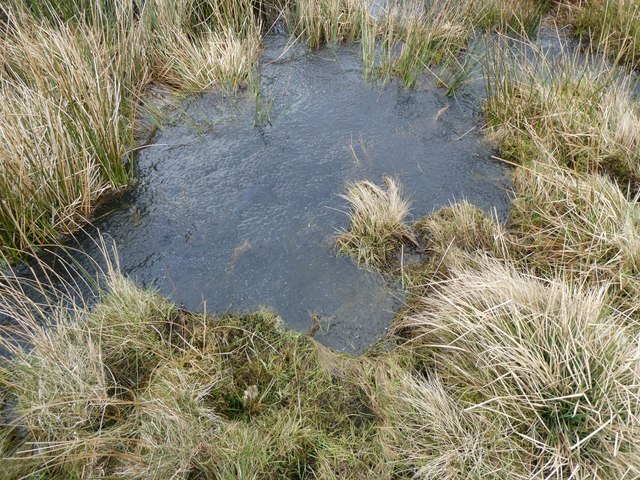 Frog eggs