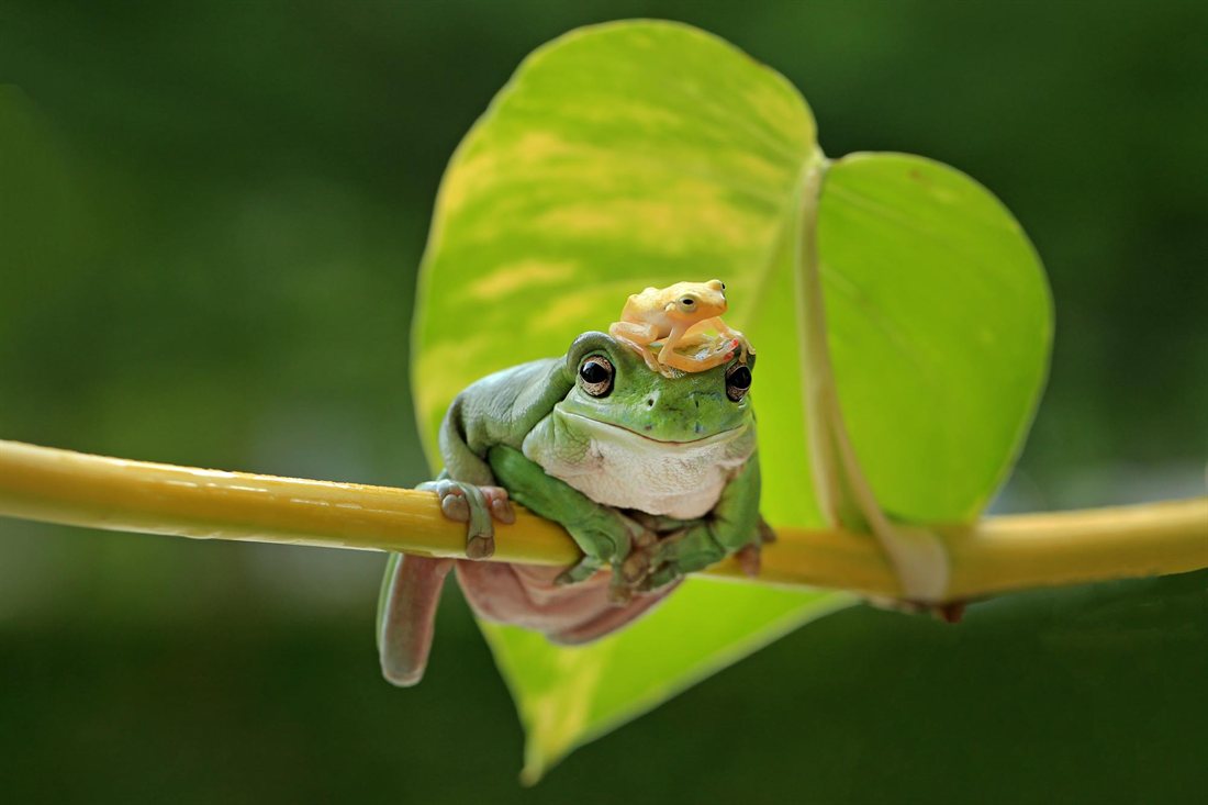 Froglet