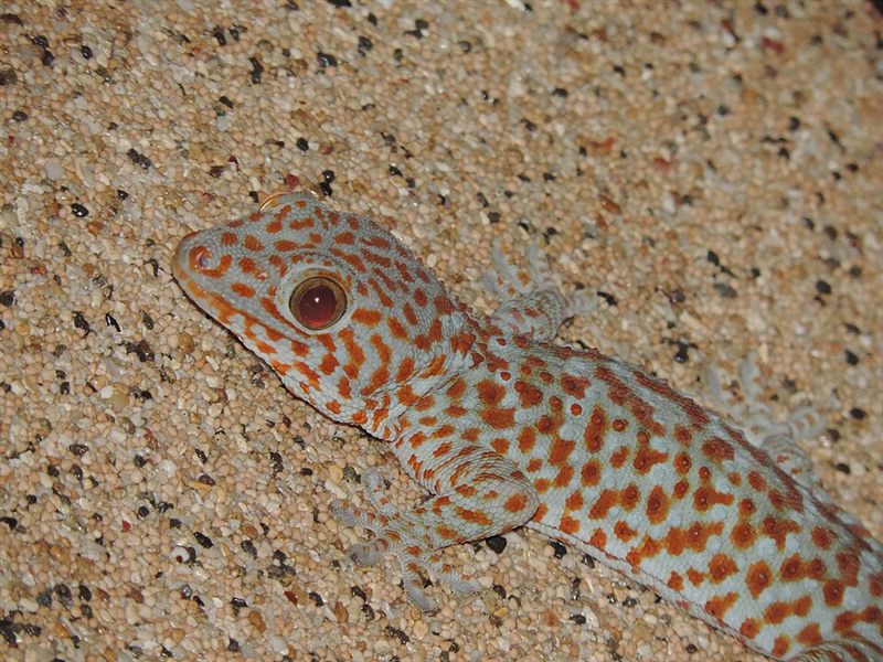 Gecko