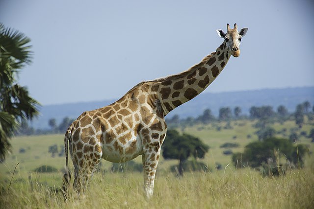 A giraffe