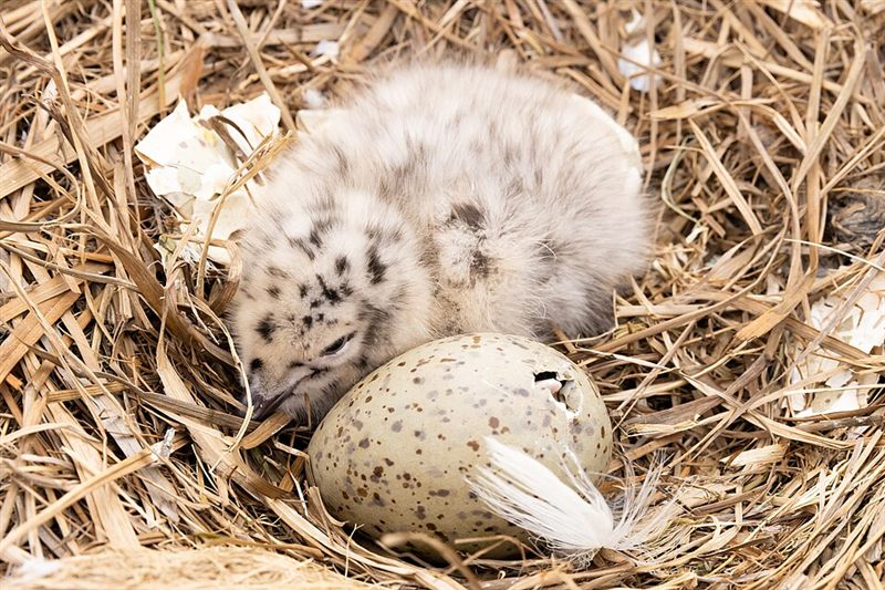 Hatchling