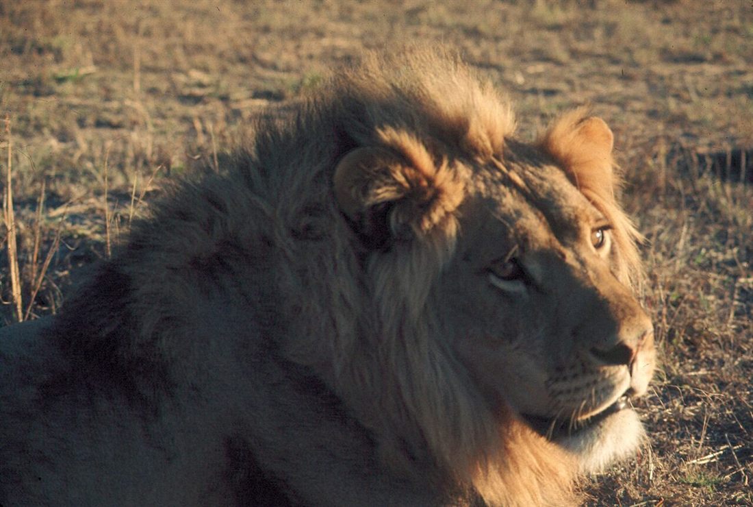 Carnivore banner