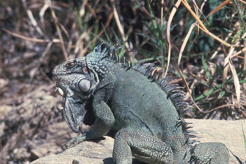 Lizard