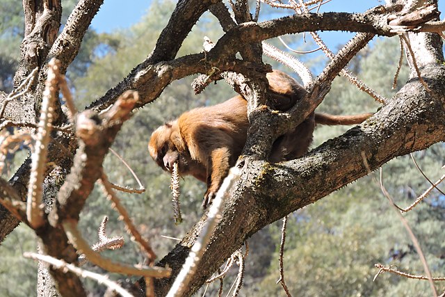 Monkey
