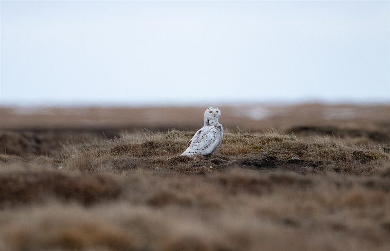 An owl