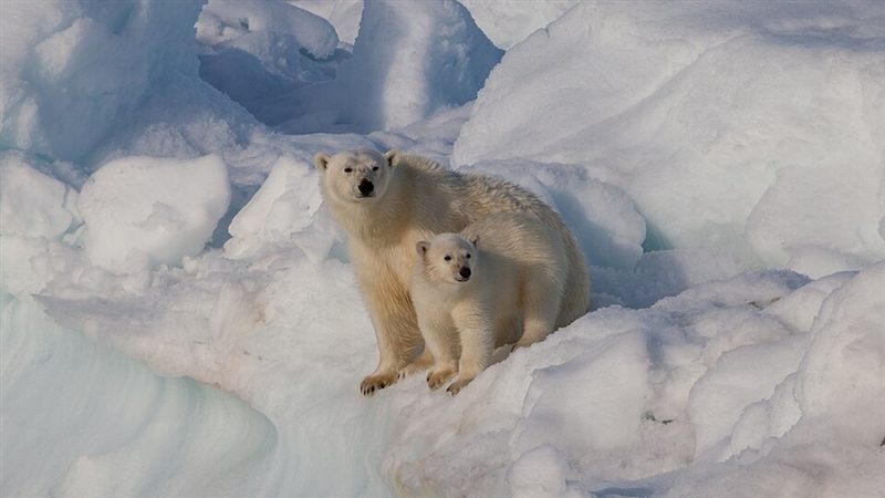 Polar bear