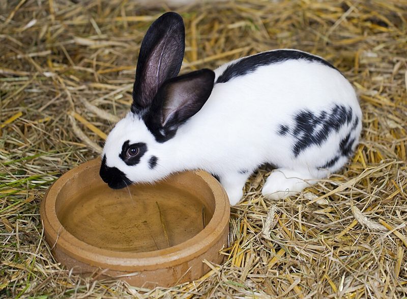 A rabbit