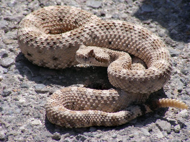 Sidewinder snake