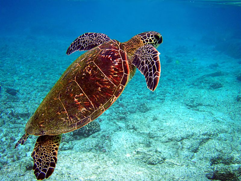 A sea turtle