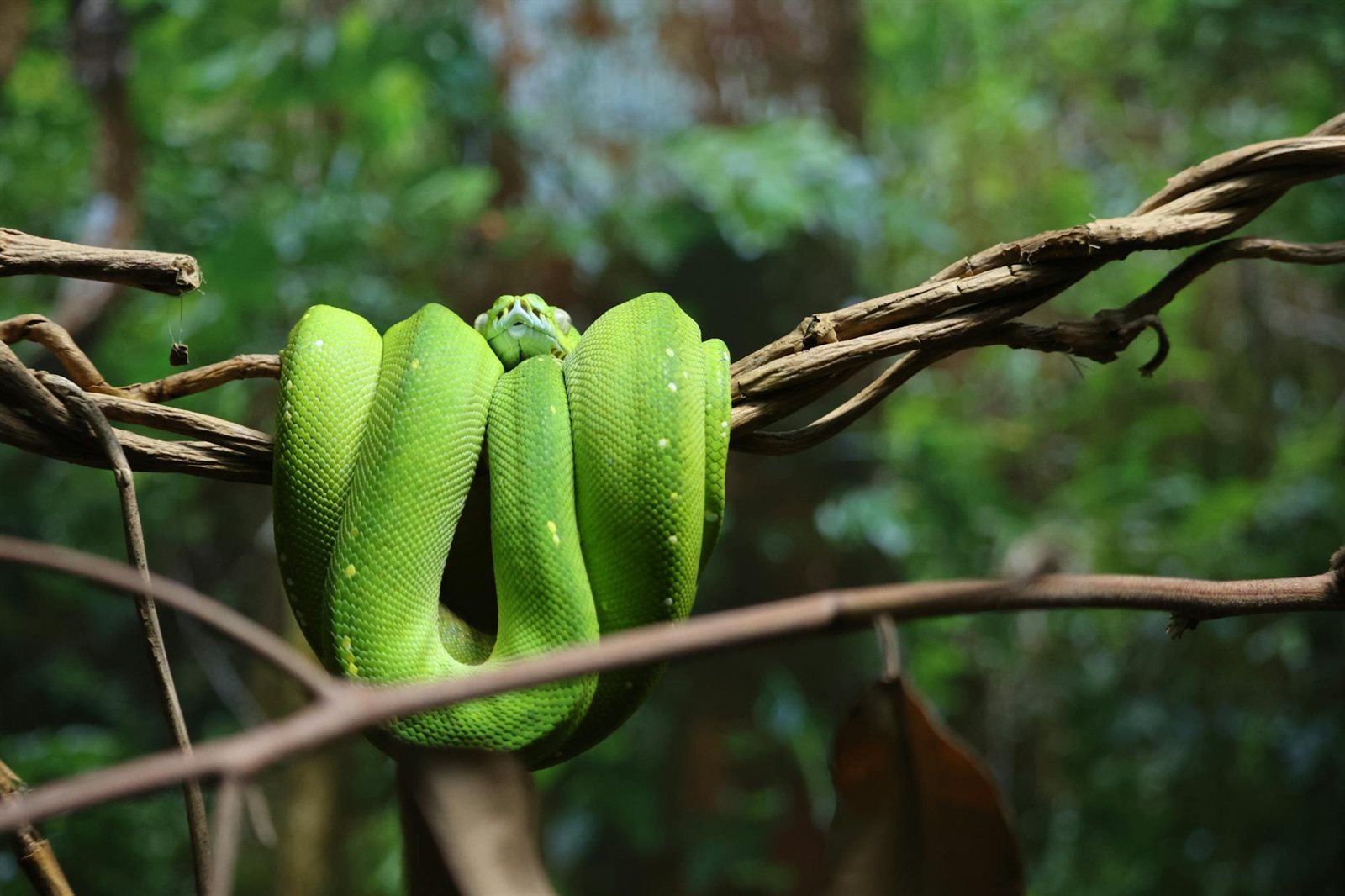 Reptile banner