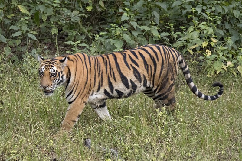 A tiger