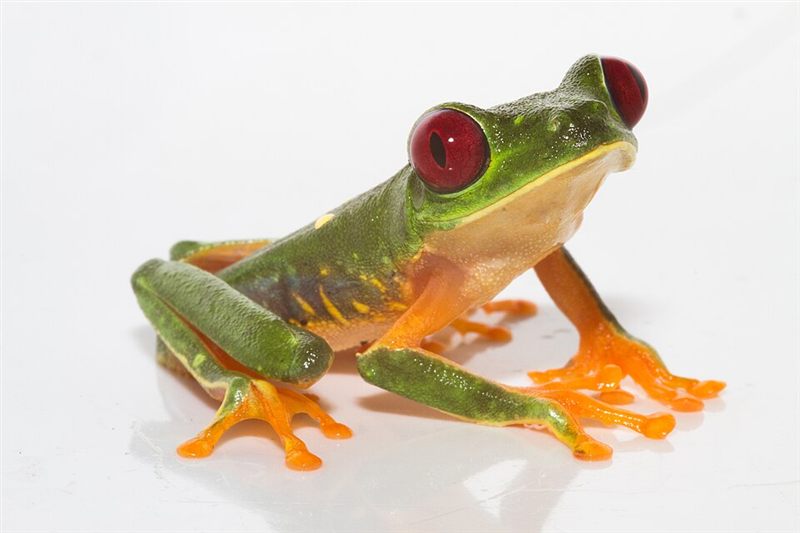 Tree frog