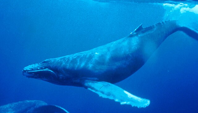 Whale